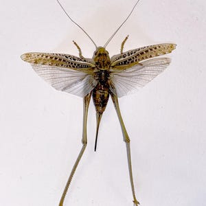 Puede incluir: Imagen detallada de un saltamontes, mostrando sus intrincadas características. El insecto tiene un cuerpo marrón, patas largas y alas delicadas y estampadas. Sus antenas se extienden hacia arriba, sobre un fondo blanco.