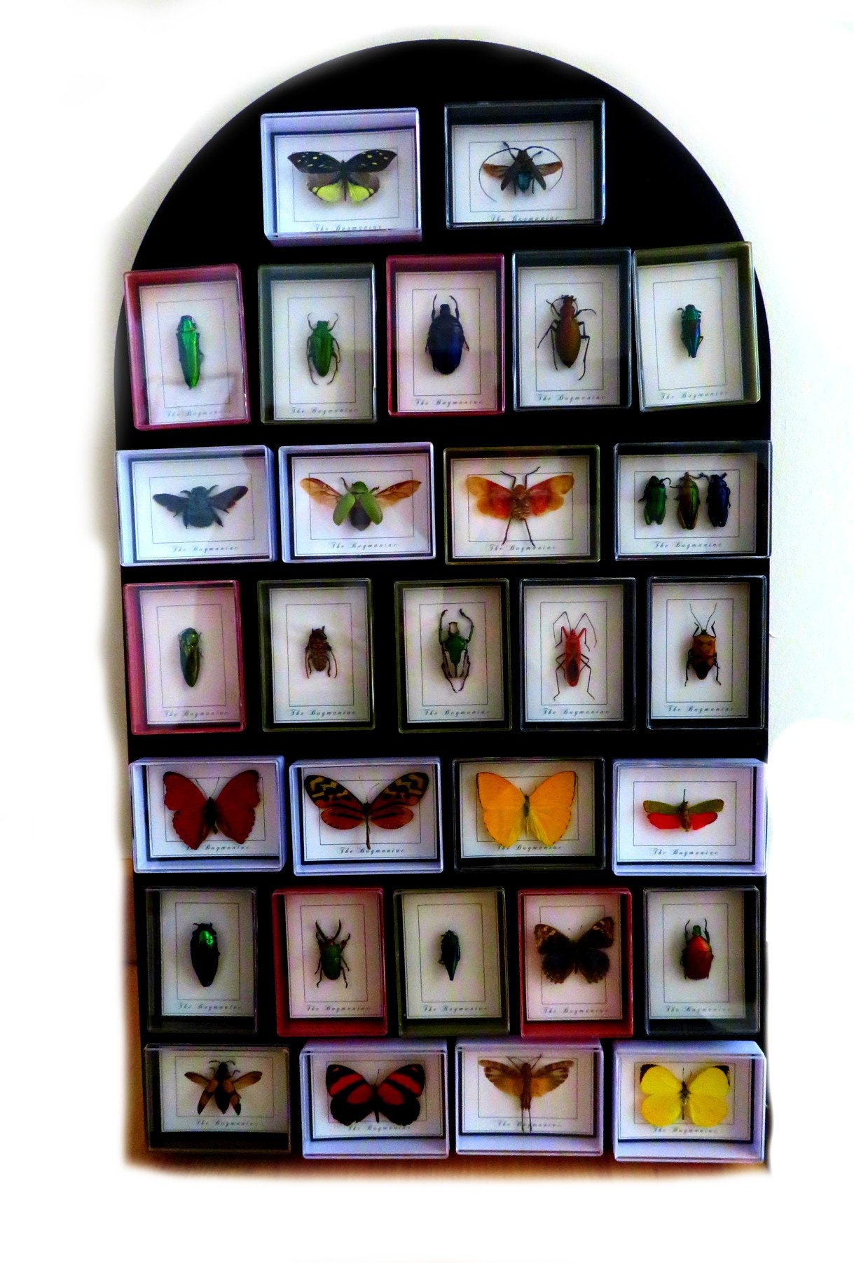Fridge Taxidermy Real Insects One Fridge Etsy