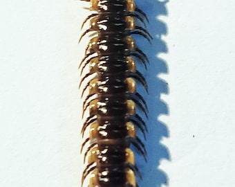 Pack Of 5 Small Millipede From Indonesia Ssp 1 40 45mm For Etsy 日本