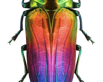 Pack of  5 jewel beetles Belionota tricolor  , for all your photography and taxidermy art projects