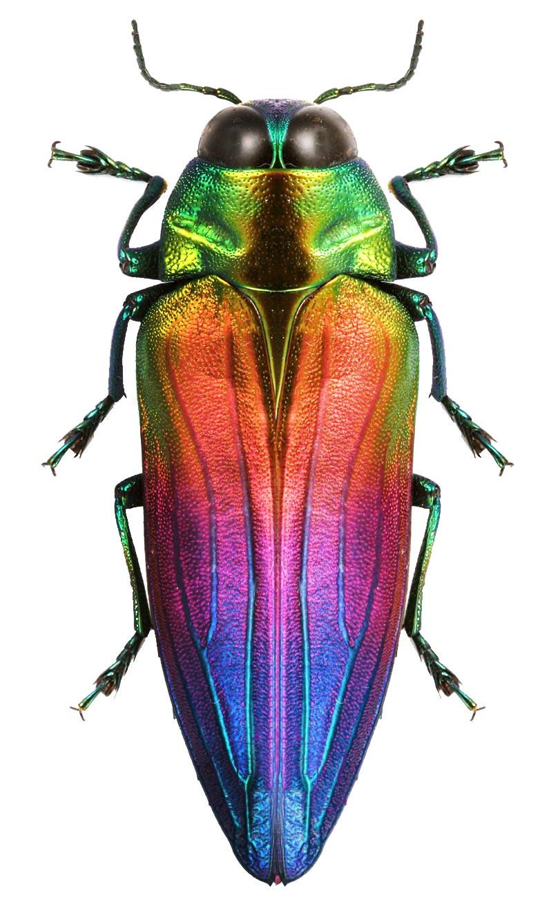 Pack Of 5 Jewel Beetles Belionota Tricolor For All Your Etsy Australia