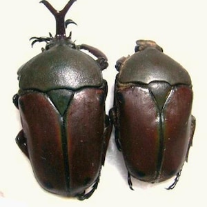 Puede incluir: Dos escarabajos marrones y verdes sobre un fondo blanco. El escarabajo más grande tiene una estructura prominente en forma de cuerno en la cabeza. Los escarabajos tienen un aspecto brillante y texturizado, con una cabeza verde oscuro y un cuerpo marrón.