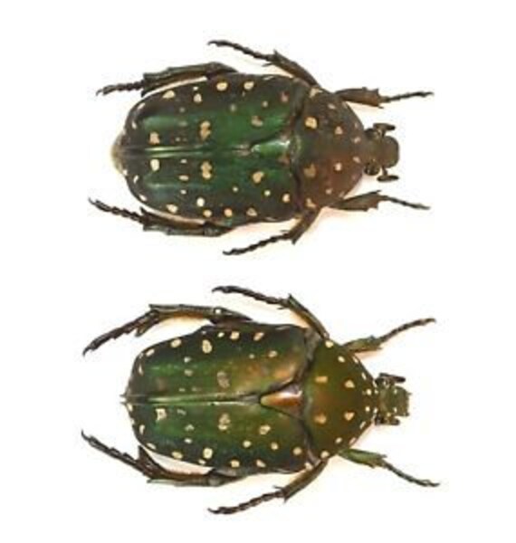 : Set of 5 zigzag fungus beetles 20mm from Peru UNMOUNTED dried insects FREE SHIPPING Supplies for taxidermy jewelry art work