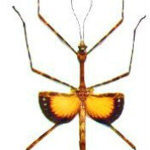 May include: A brown and yellow stick insect with long, slender legs and antennae. The insect's wings are a vibrant yellow with brown edges. The text "Size 70/75mm" is visible in the upper left corner.