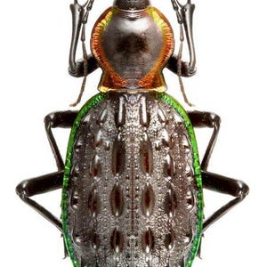 May include: A black and green beetle with a metallic sheen. The beetle has long legs and antennae. It is posed with its wings spread out.