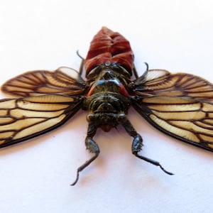 May include: A preserved cicada with brown and white wings, a black body, and a red and brown thorax.
