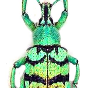 Op de afbeelding: Een groene en zwarte kever met lange antennes en poten. De kever heeft een metallic glans en is een levendige groene kleur met zwarte markeringen.
