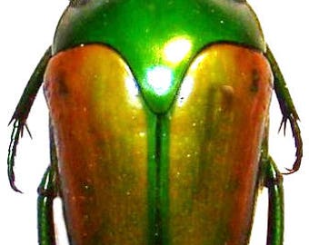Pack of 2 scarab  beetles megaphonia adolphinae  , flower beetle UNMOUNTED A1 ,for all your taxidermy art projects