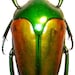 see more listings in the Beetles section