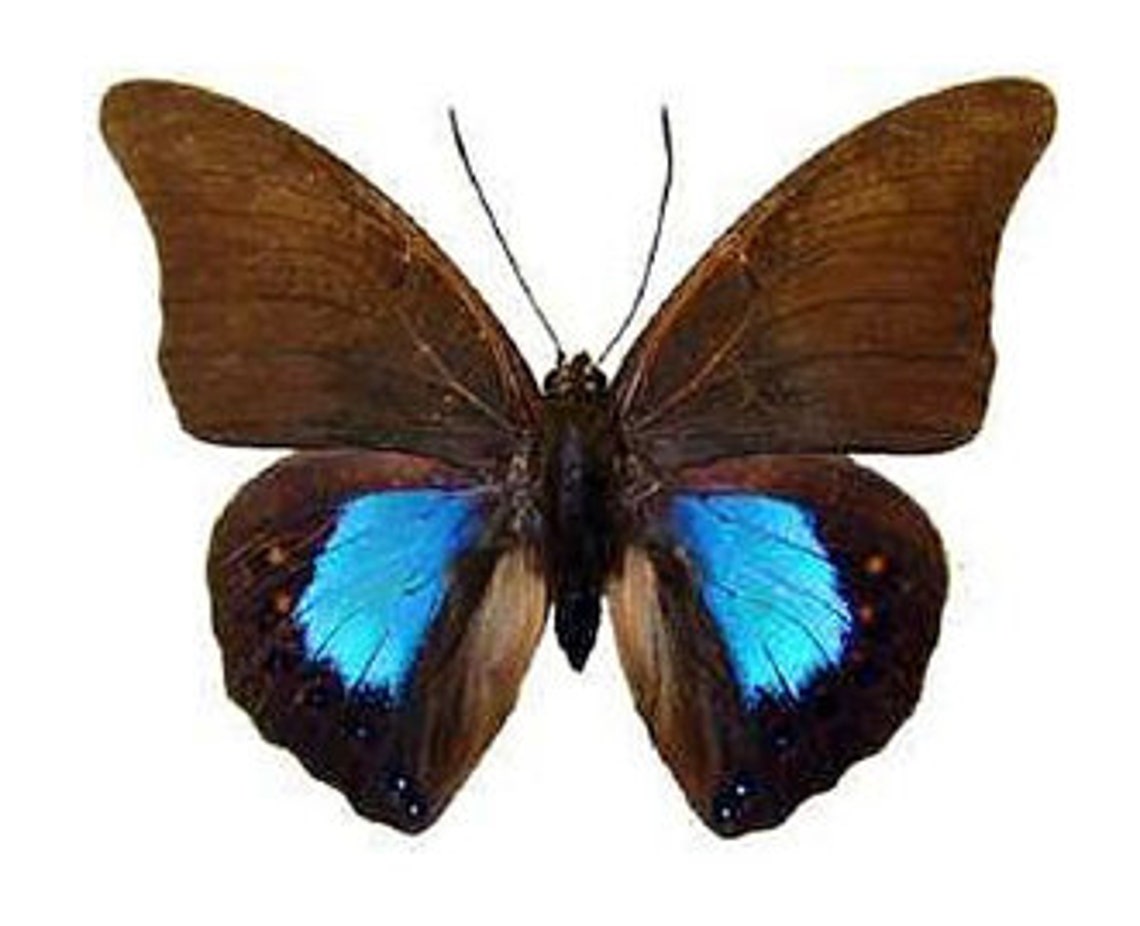 Pack of 2 Nice Butterflies Prepona Chromus With the Wings Etsy