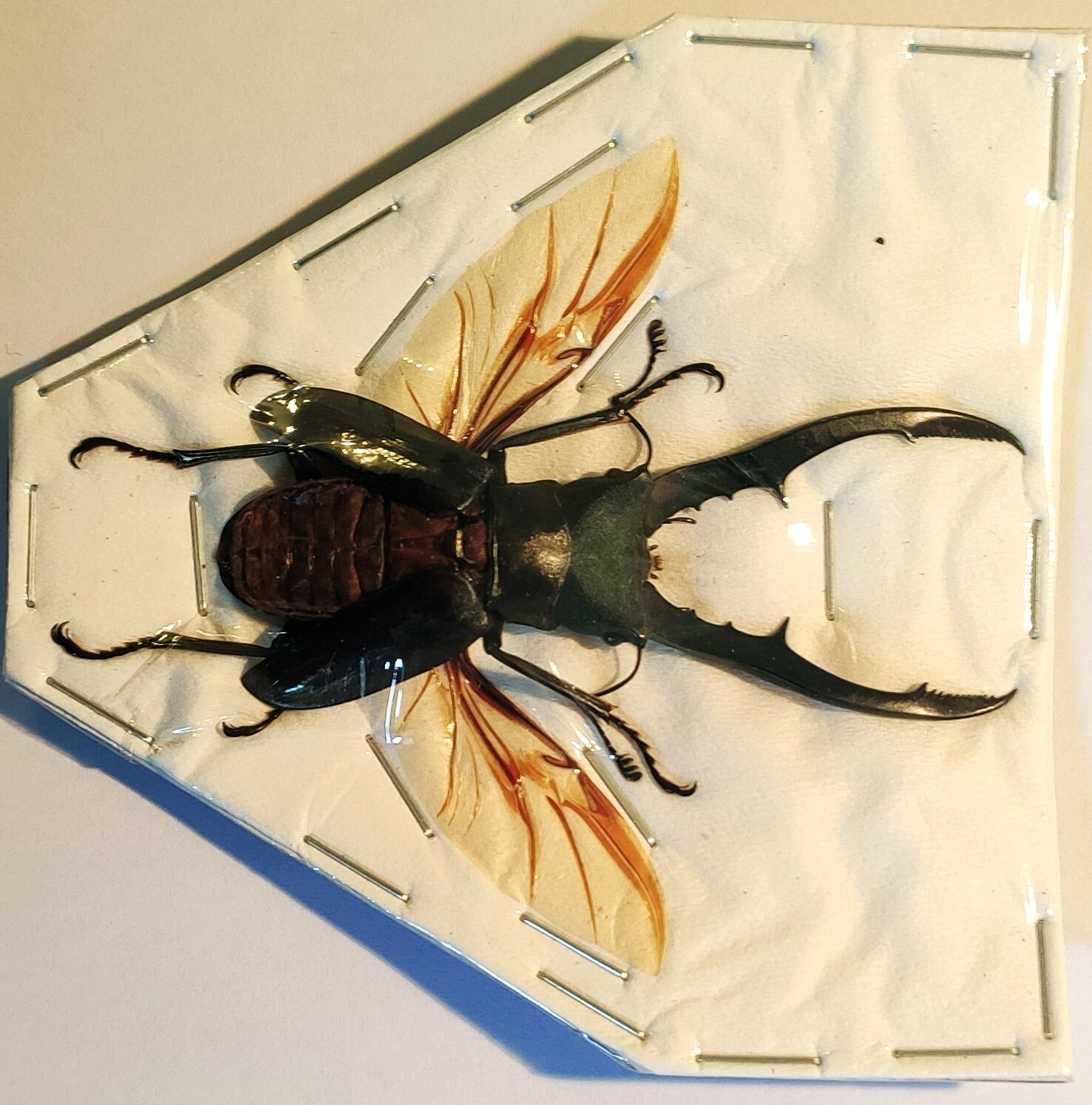 One Uncommon Stagbeetle Cyclommatus Metallifer Otani From Morotai