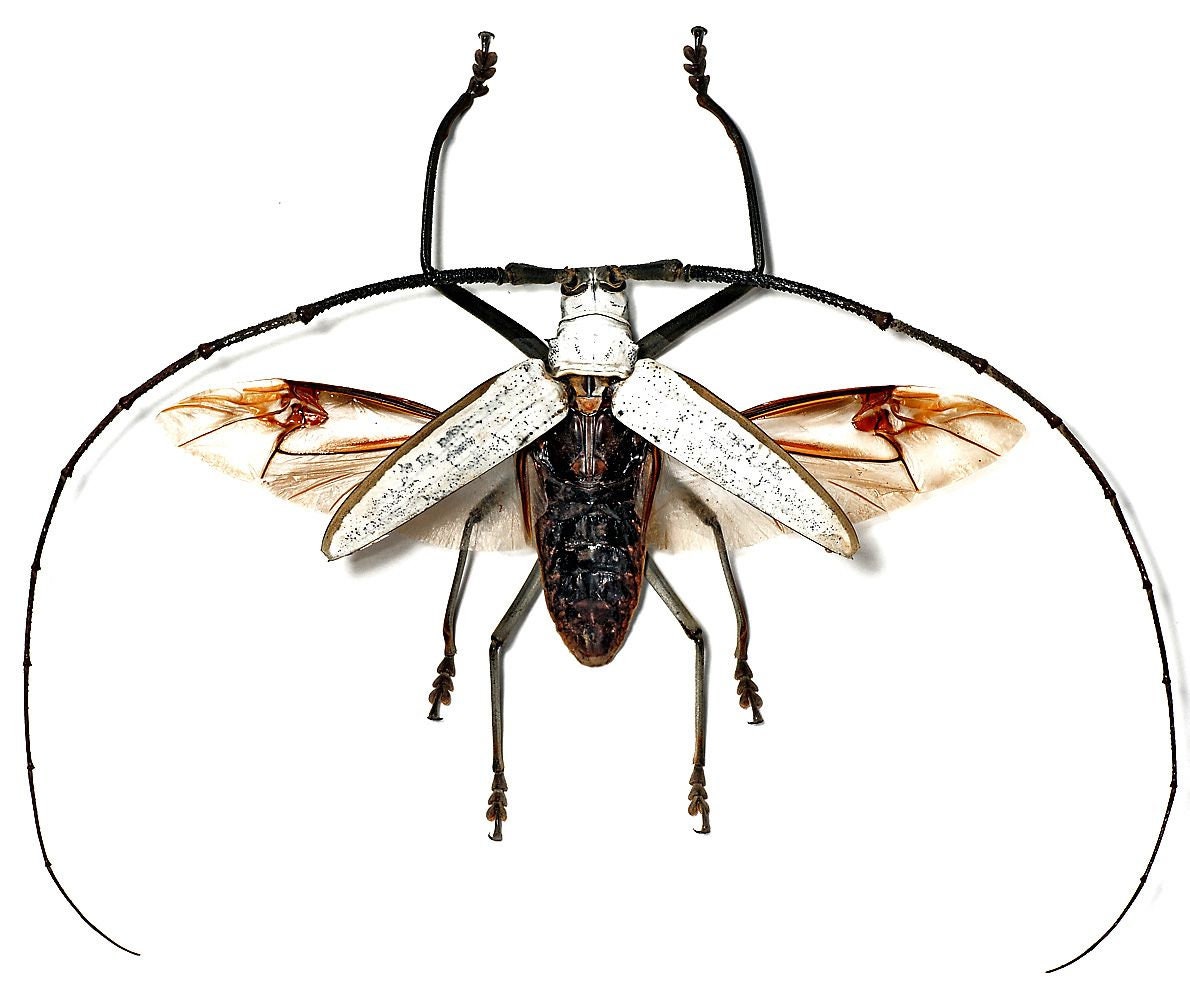 Megalara Garuda - Etsy