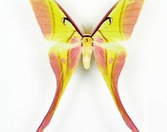 Luna Moth Taxidermy Etsy
