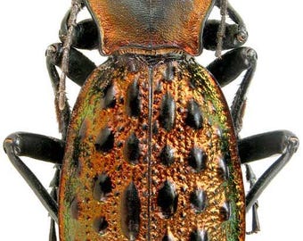 Collectors item : pack of four fantastic  Coptolabrus augustus ignigena , a beautiful ground beetle , for all your taxidermy art projects