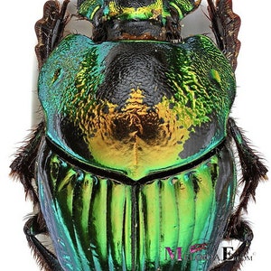 May include: A close-up of a green and black beetle with iridescent wings. The beetle is viewed from above and has a shiny, metallic finish.