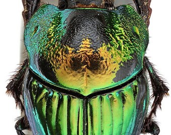 標本 Mexico Phanaeus demon demon 21mm 20mm Mexico Phanaeus demon demon 21mm 20mm Phanaeus demon