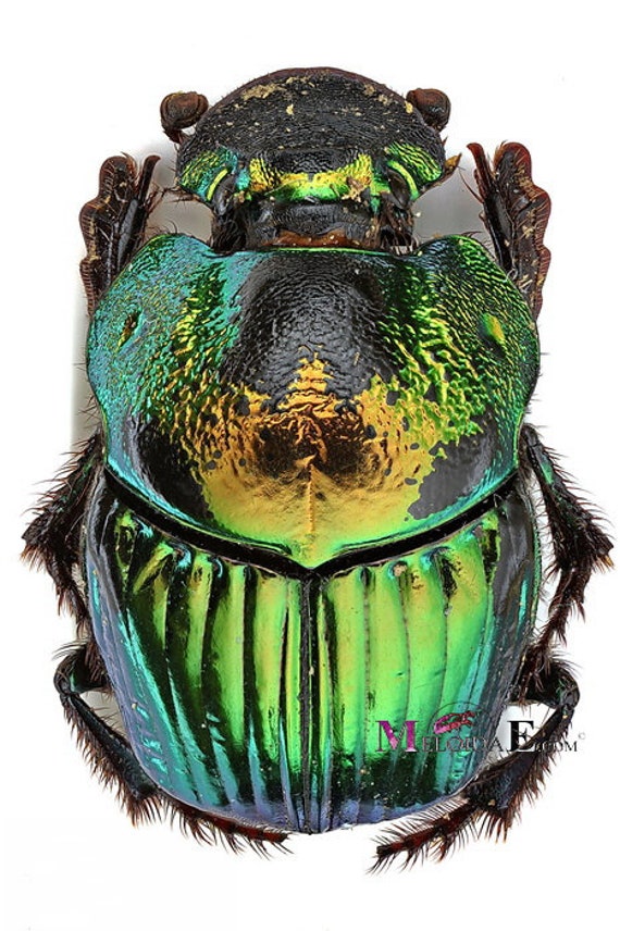 Pack of 6 Scarab beetle Phanaeus demon female 15/20mm UNMOUNTED A1