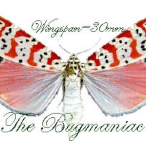 Pode incluir: Uma mariposa com uma envergadura de 30mm, apresentando padrões vibrantes em vermelho, branco e preto nas asas superiores e asas inferiores rosa e brancas. O texto "The Bugmaniac" está abaixo.