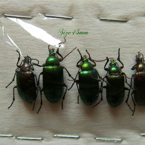Set of 15 colorful rutelidae beetles from Madagascar for all your art and jewelry projects