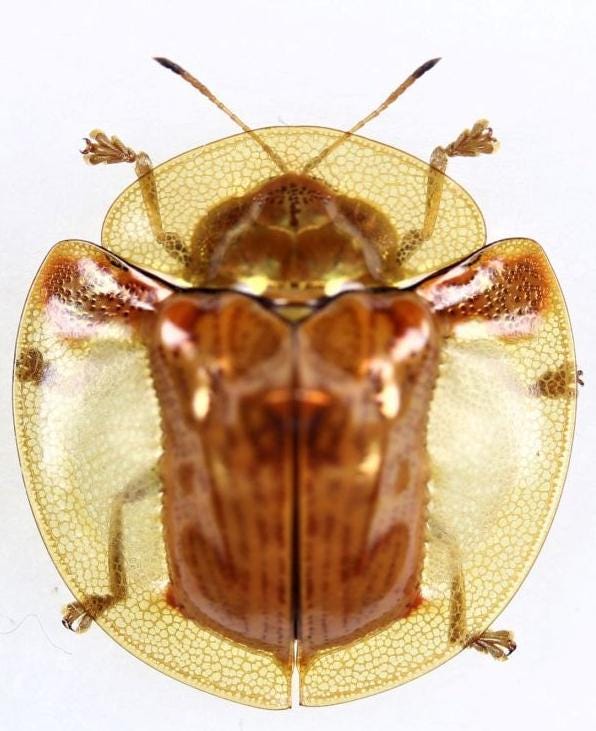 Golden tortoise beetle - Etsy 日本