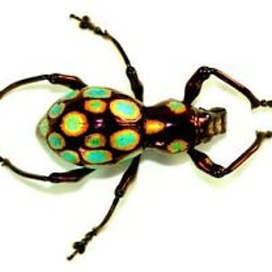 Puede incluir: Primer plano de un escarabajo marrón y verde con un patrón de manchas turquesa y amarillas. El escarabajo tiene patas largas y delgadas y antenas.
