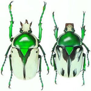 Op de afbeelding: Twee felgekleurde kevers worden getoond. Ze hebben groene en witte schilden. De hoofden en poten zijn groen, terwijl de lichamen witte en zwarte patronen vertonen. De antennes zijn uitgestrekt.