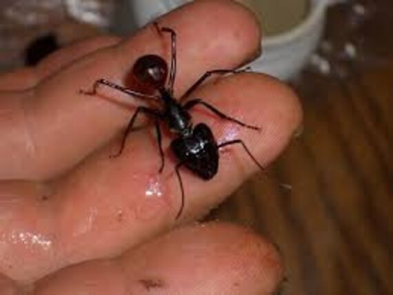 Giant ants 2024