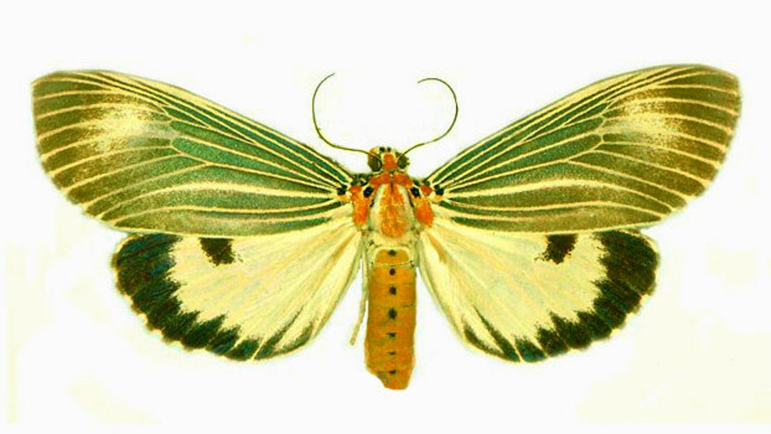 Pack of Two Beautiful Moth Neochera Dominia , A1/aa- With Closed Wings ...