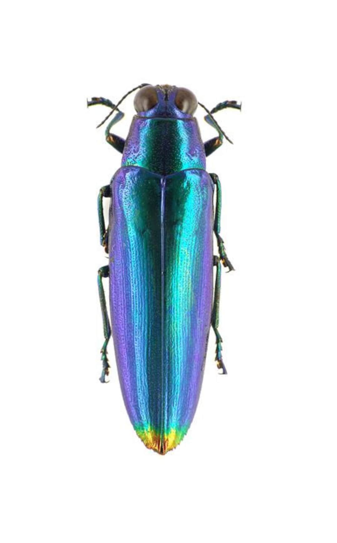 Pack of 3 Beetles Chrysochroa Fulminans BLUE, Jewelbeetle Unmounted