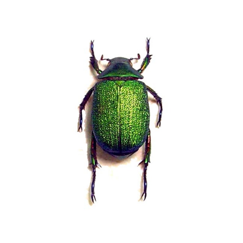 One pair of the fantastic beetles chrysophora chrysochlora 25/35mm for all your taxidermy art projects, image 2