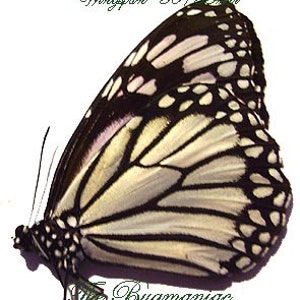 Könnte beinhalten: Ein weißer Schmetterling mit schwarzen und weißen Markierungen auf seinen Flügeln. Der Schmetterling hat eine Flügelspannweite von 50-55 mm.
