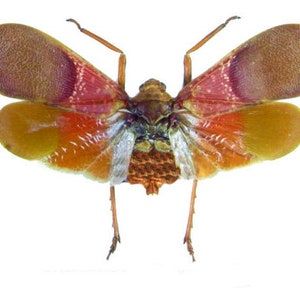 Op de afbeelding: Een close-up van een kleurrijk insect met bruine, rode en gele vleugels. Het insect heeft lange poten en een klein lichaam.
