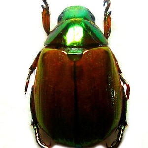 Könnte beinhalten: Nahaufnahme eines grün-braunen Käfers mit schillernden grünen Flügeln. Der Käfer hat lange Beine und Fühler.