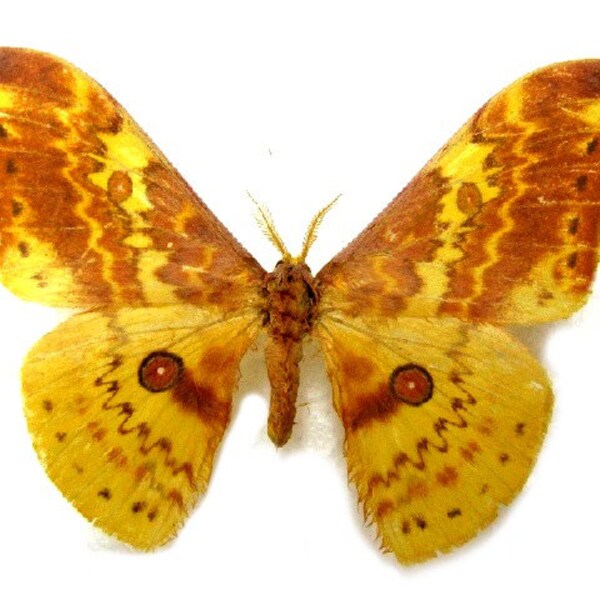 Two males of silk moth lemairea luteopeplus aureopeplus with wings closed, for all your taxidermy art projects