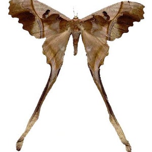 Collectors item : One wild collected fantastic silkmoth Copiopteryx sontonnaxi  ,a1 to aa- WINGS CLOSED, for all your taxidermy art projects