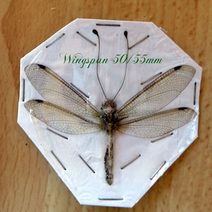 Pode incluir: Um cartão octogonal branco com um inseto castanho preso a ele. O inseto tem antenas longas e finas e asas transparentes. O cartão tem o texto "Wingspan 50/55mm" impresso nele.