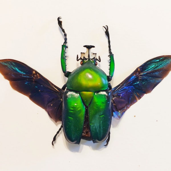 One male with OPEN WINGS of the african scarab  beetle Dicronorhina oberthuri  for all your taxidermy art projects ,