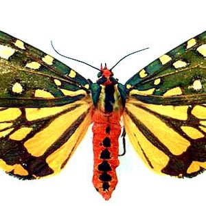 Pode incluir: Uma borboleta amarela e verde com marcas pretas e um corpo vermelho e preto.