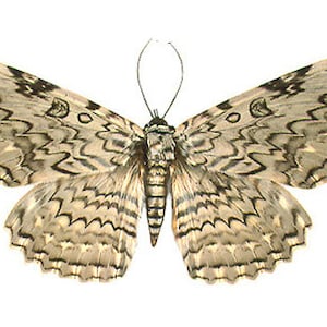 May include: A brown and black moth with intricate wing patterns. The moth has a wingspan of approximately 15 cm.