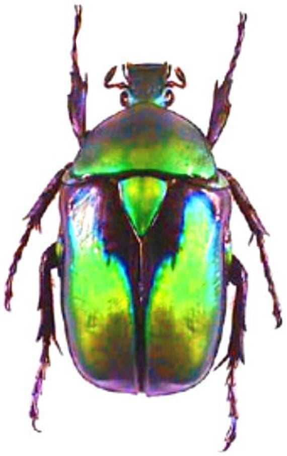 Supplies for your artworks dried insects 5 pieces