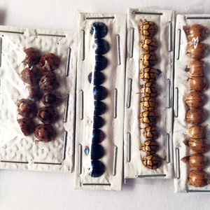 Può includere: Una collezione di 10 piccole vetrine incorniciate di diversi tipi di coleotteri. I coleotteri sono disposti in file e sono tutti di colori e motivi diversi. Alcuni coleotteri sono neri, altri sono marroni e altri sono gialli e neri.