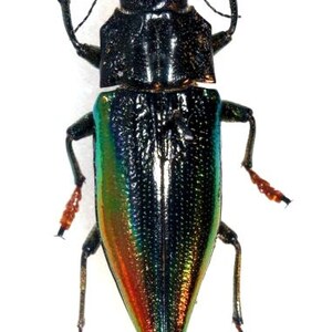 Op de afbeelding: Een metallic groene en blauwe kever met iriserende vleugels en rode poten. De kever is ongeveer 5 cm lang en heeft een glanzend, glad exoskelet.