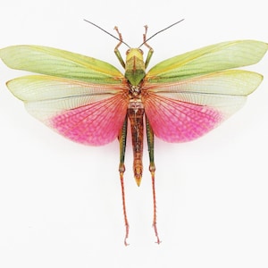 May include: A green and pink grasshopper with its wings spread out. The wings are translucent with a pink pattern.