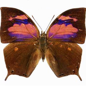 May include: A brown butterfly with iridescent pink and blue wings. The butterfly has a wingspan of approximately 4 inches.