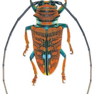 Puede incluir: Un escarabajo grande, naranja y azul con antenas largas. El escarabajo tiene un cuerpo con estampado en blanco y negro y está posado sobre un fondo blanco.