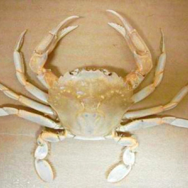 A very IMPRESSIVE crab  from Indonesia Liocarcinus vernalis , for all your taxidermy art projects