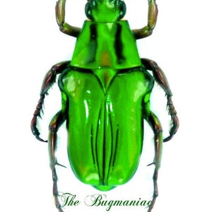 Pack of 5 flower beetle Pygora ignita , for all your taxidermy , jewelry and photography art projects