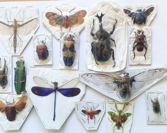 SPECIAL OFFER : Set 15 colorful mixed insects for the beginning collector or for all your taxidermy art projects