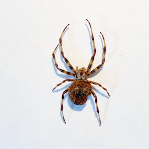 May include: A brown and white spider with long legs on a white background.