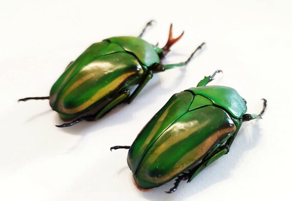 One beautiful pair of the flower beetle Eudicella schultzeorum 